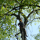 Kácení stromu pomocí stromolezecké techniky