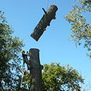Kácení stromů postupné pomocí stromolezecké techniky